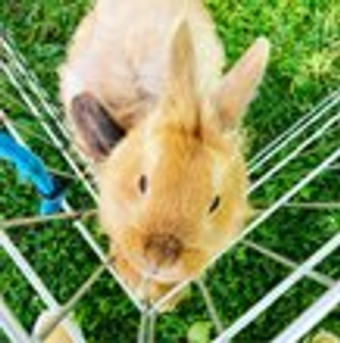 Photo of Le Petit Jardin - Sonoma, CA