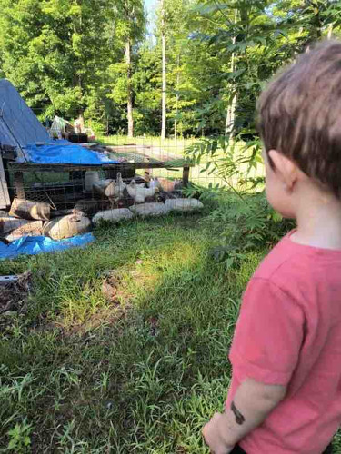 Photo of Lil’ Rascals VT - Georgia, VT