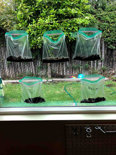 Photo of Little Sprouts Language Immersion Preschool Daycare - Los Angeles, CA