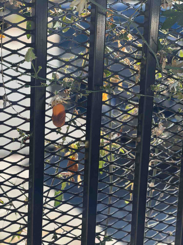 Photo of Kidz N Kare - Antioch, CA