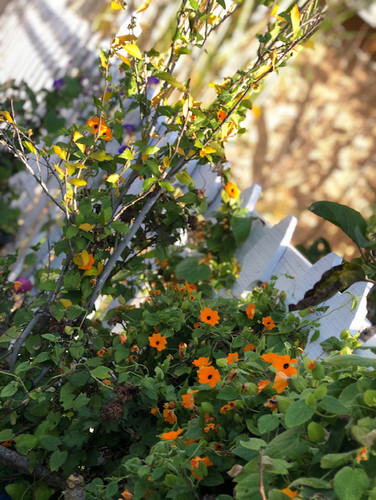 Photo of DeSilva Daycare - Irvine, CA