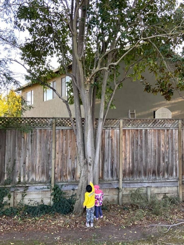 Photo of 白天鹅双语学习中心日托中心 - 库比蒂诺, CA