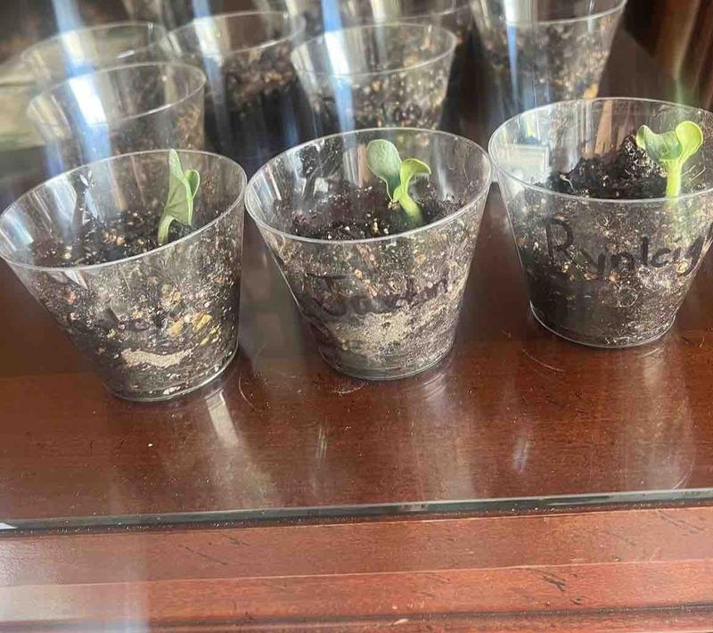 Photo of Tiny Treasures - Tulare, CA