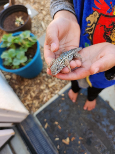 Photo of Farfan Family Child Care Home - Plumas Lake, CA