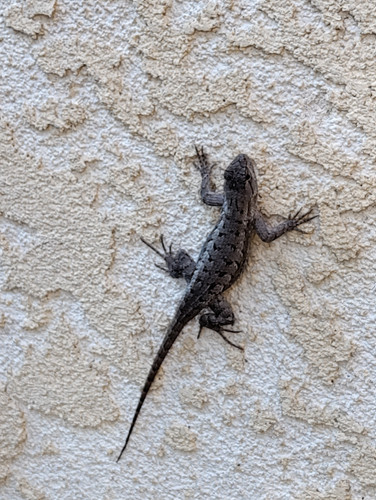 Photo of The Wild Ones: A Small Home Daycare - Alta Loma, CA