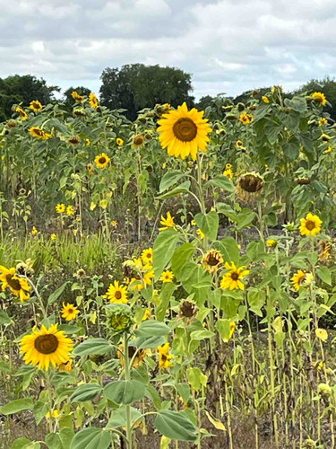 Photo of Denise Dunlap Family Day Care Home - Plant City, FL
