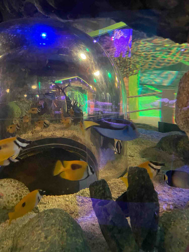 Photo of Samantha R. - Fort Worth, TX