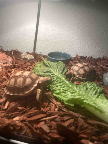 Photo of Royal Prodigy Child Development Center Daycare - Adelanto, CA