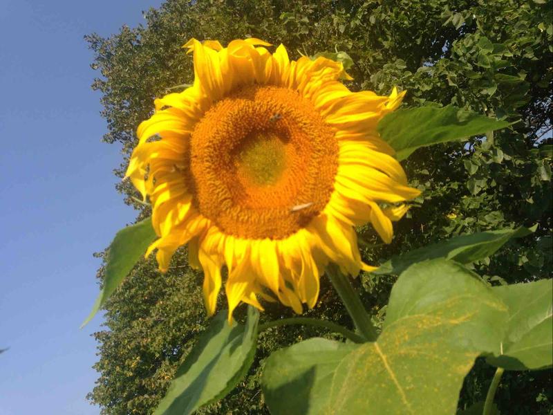 Photo of Growing Wild Daycare - Tenstrike, MN