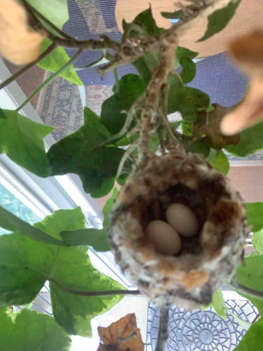 Photo of Happy Orchard Daycare - Irvine, CA