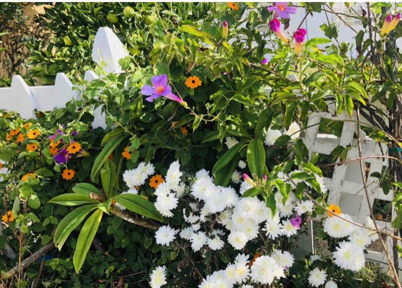 Photo of DeSilva Daycare - Irvine, CA