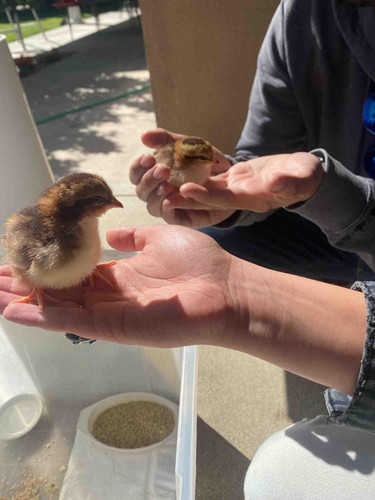 Photo of Mina Assadzadeh 's Daycare - Villa Park, CA