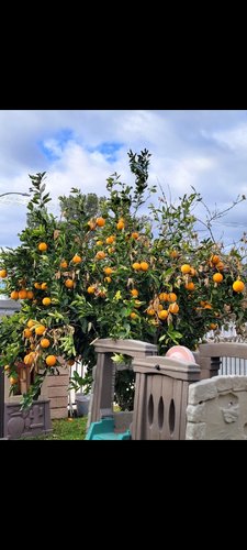 Photo of The Wild Ones: A Small Home Daycare - Alta Loma, CA