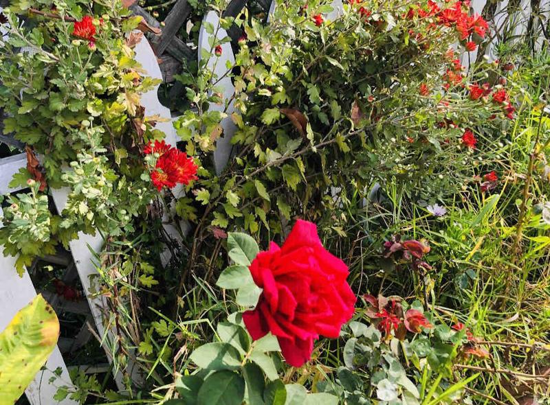 Photo of DeSilva Daycare - Irvine, CA