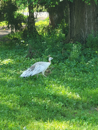Photo of Ruth S. - Mequon, WI