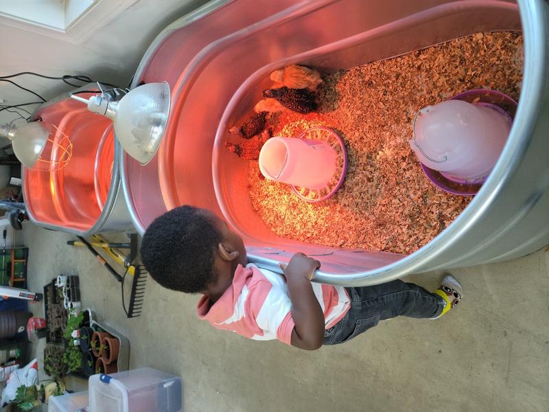 Photo of CrownRoyale