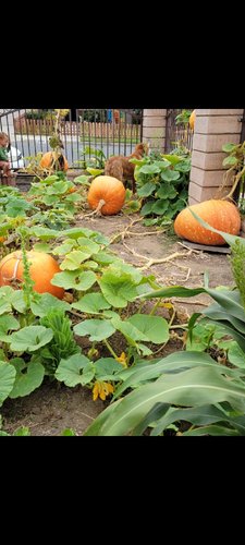 Photo of The Wild Ones: A Small Home Daycare - Alta Loma, CA