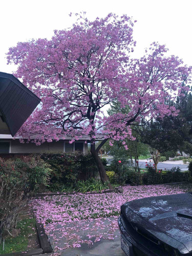 Photo of Brassfield Family Childcare - San Bernardino, CA