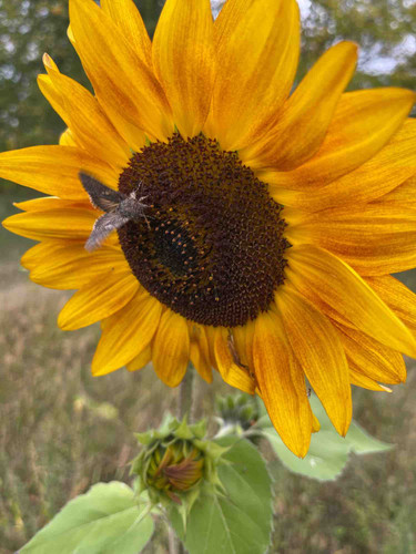 Photo of Growing Wild Daycare - Tenstrike, MN