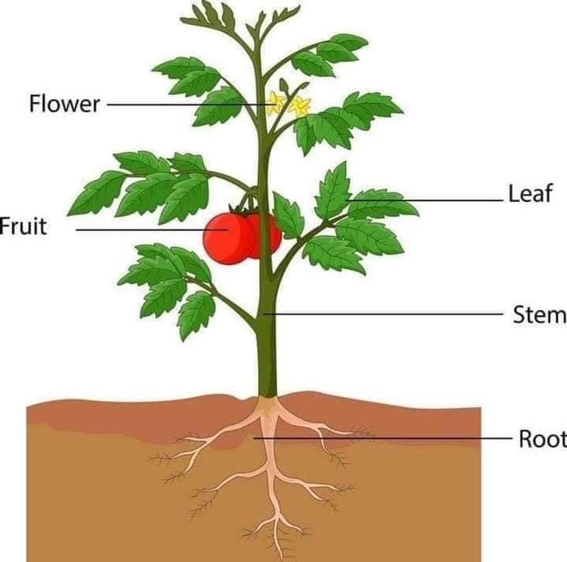 Photo of Little Stars Davoian Family Daycare - Glendale, CA