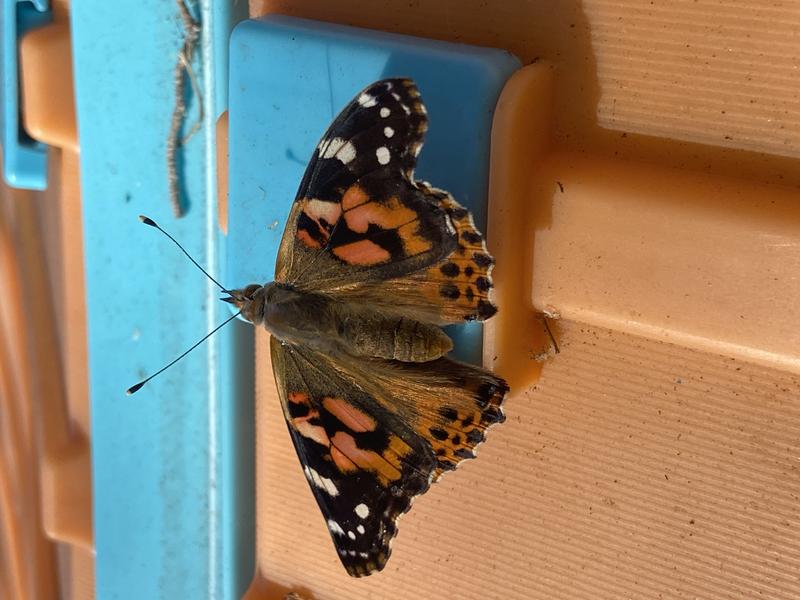 Photo of 白天鹅双语学习中心日托中心 - 库比蒂诺, CA