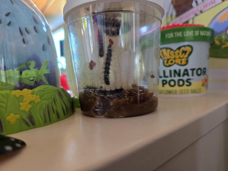 Photo of Mommies Creationz Daycare - Puyallup, WA