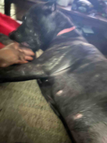 Photo of Rose H. - Atlanta, GA