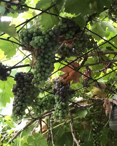 Photo of DeSilva Daycare - Irvine, CA