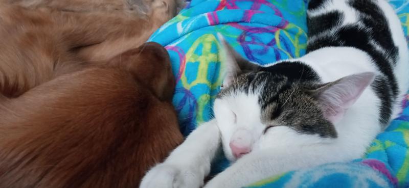 Photo of Shanntel M.