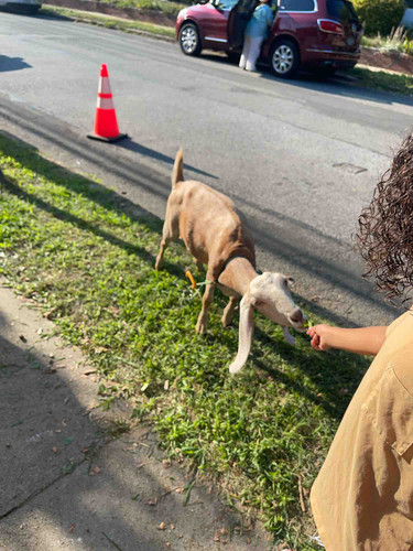 Photo of Little Friends House - Lynbrook, NY