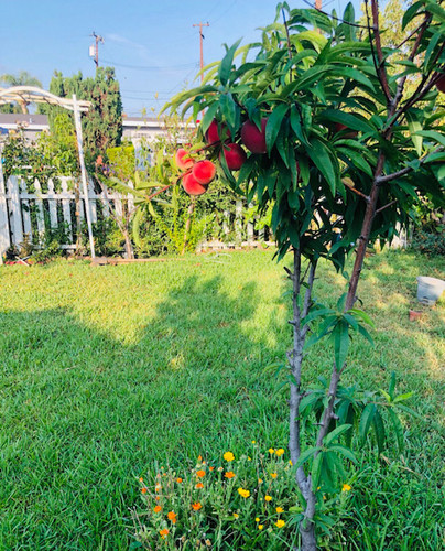 Photo of DeSilva Daycare - Irvine, CA