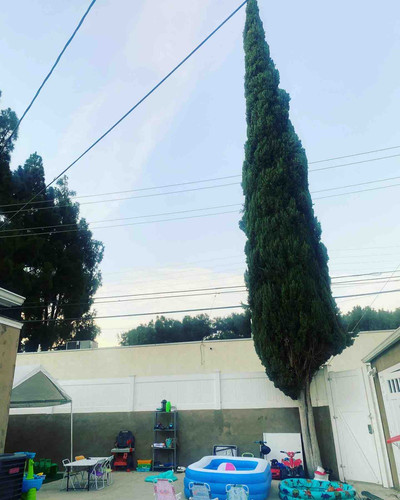 Photo of Tree House Child Care Daycare - Glendale, CA