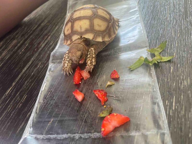Photo of Royal Prodigy Child Development Center Daycare - Adelanto, CA