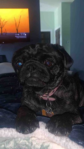 Photo of Veronica's Bilingual Daycare