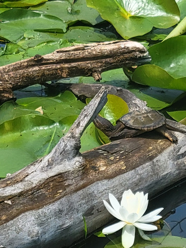 Photo of Ruth S. - Mequon, WI