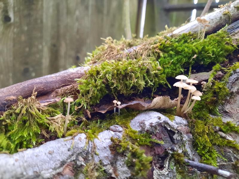 Photo of Amanda Lee S. - Vancouver, WA