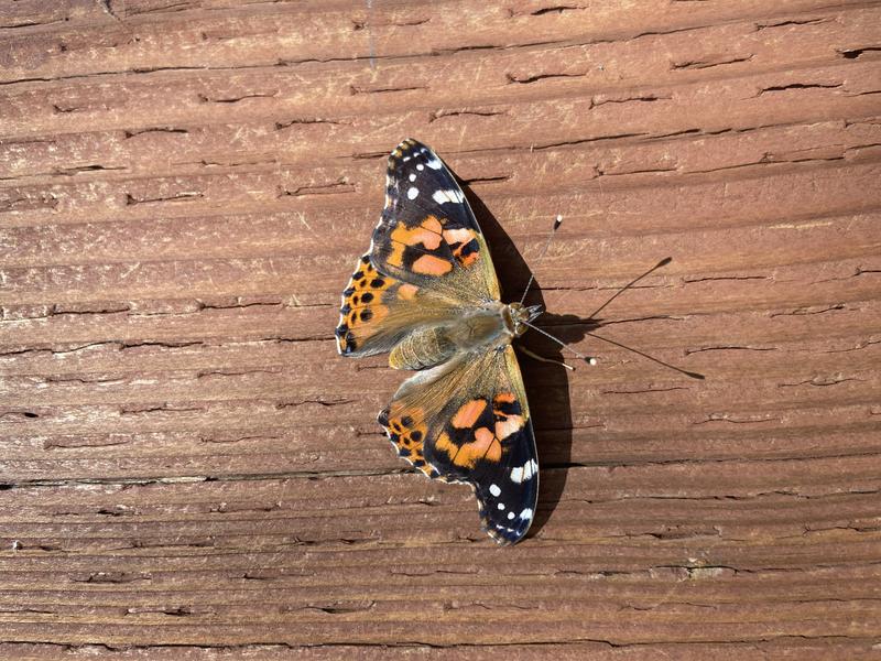 Photo of 白天鹅双语学习中心日托中心 - 库比蒂诺, CA