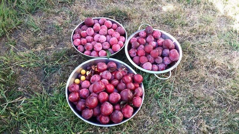 Photo of Sarita's Daycare - Fort Bragg, CA