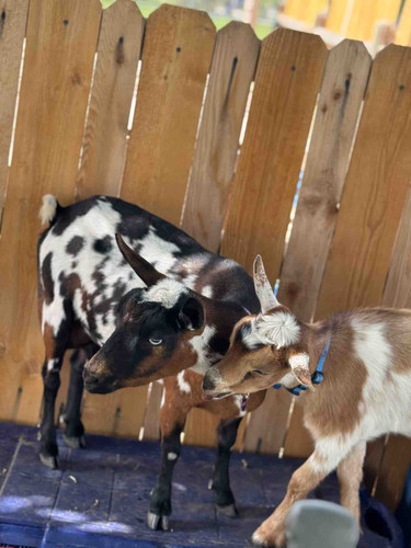 Photo of Little Wiggles Daycare - Elizabeth, CO