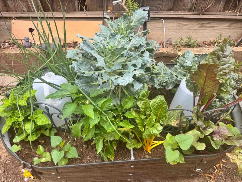 Photo of Apple Tree  Montessori Home Preschool & Childcare - San Jose, CA