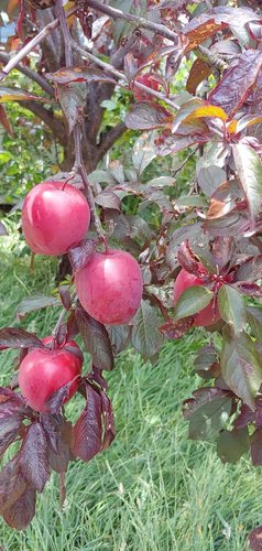 Photo of Sarita's Daycare - Fort Bragg, CA