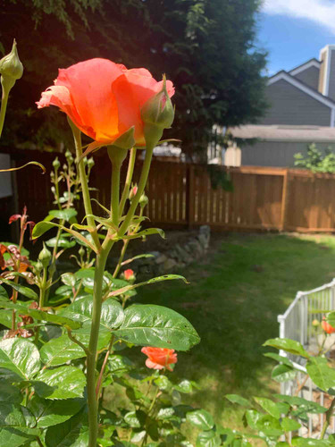 Photo of LULU’S Home Daycare - Fedralway, WA