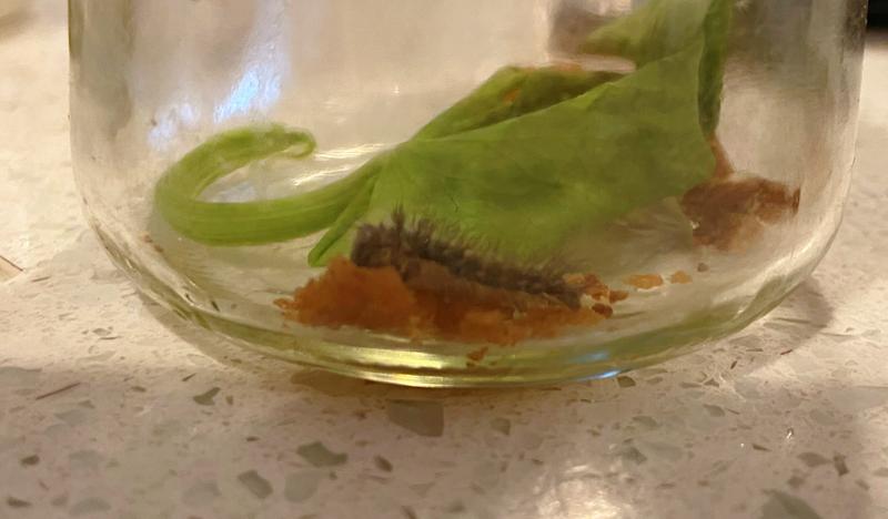 Photo of 白天鹅双语学习中心日托中心 - 库比蒂诺, CA