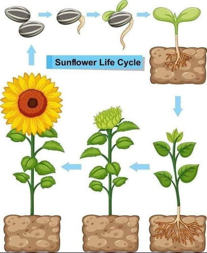 Photo of Little Stars Davoian Family Daycare - Glendale, CA