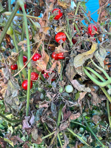 Photo of Little Rainbow Child Care - Redwood City, CA