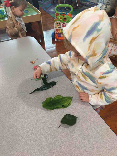 Photo of Seven Little Stars - Kirkland, WA