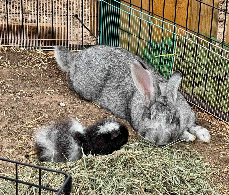 Photo of Little Wiggles Daycare - Elizabeth, CO