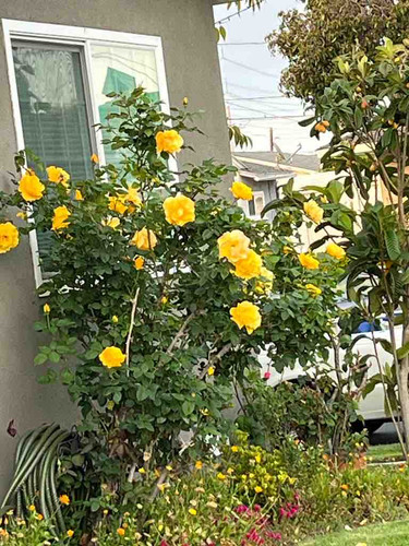 Photo of Quaid And Khan Family Child Care Inc. - Torrance, CA