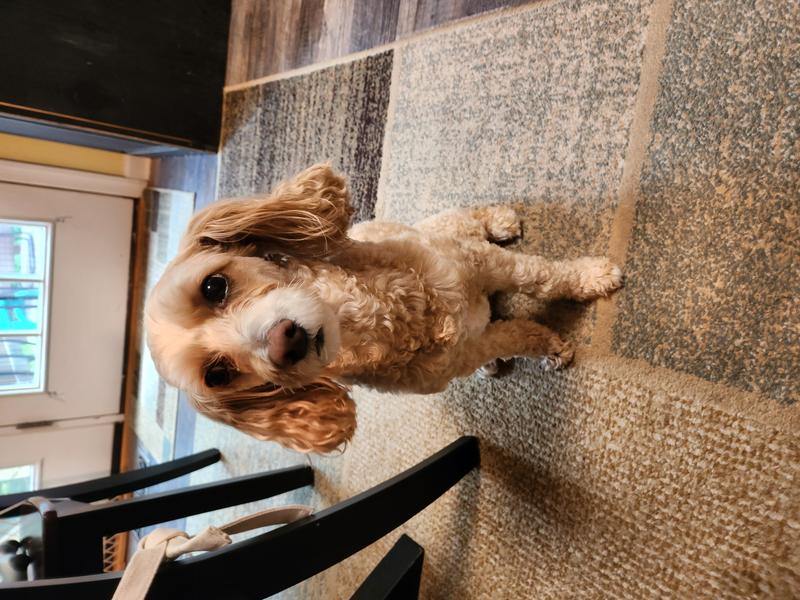 Photo of Little Explorers Day Care - Frederick, MD