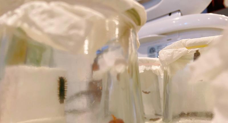 Photo of 白天鹅双语学习中心日托中心 - 库比蒂诺, CA